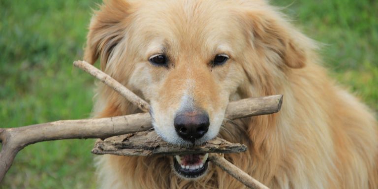 Comprendre le comportement de votre chien